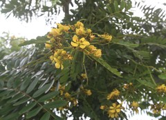 Senna sophera