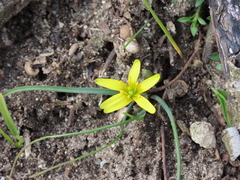 Gagea pusilla