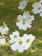 Cornus florida