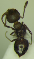 Crematogaster opaca