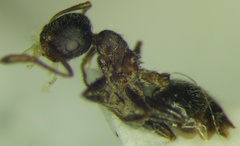 Crematogaster opaca