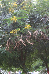 Senna sophera