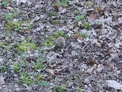 Clethrionomys glareolus