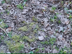 Clethrionomys glareolus