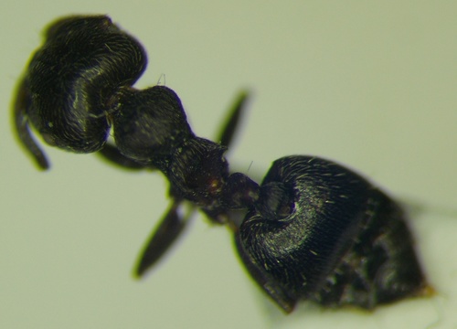 Crematogaster atraCrematogaster atra