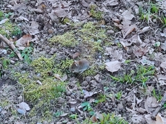 Clethrionomys glareolus