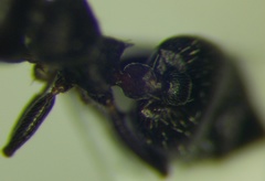 Crematogaster atra