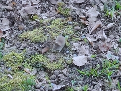 Clethrionomys glareolus