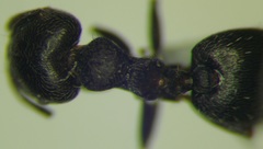 Crematogaster atra