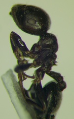 Crematogaster atra