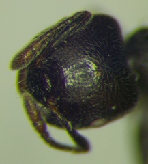 Crematogaster atra
