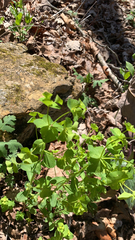 Tithymalus