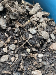 Panaeolus cyanescens