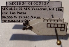 Crematogaster atra
