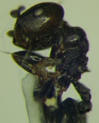 Crematogaster atra