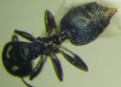 Crematogaster atra