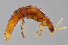Ischnosoma suteri