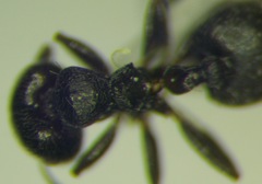 Crematogaster atra
