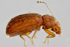 Dasycerus carolinensis