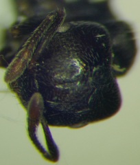 Crematogaster atra
