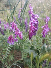 Vicia villosa
