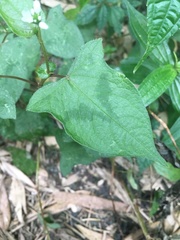 Persicaria biconvexa