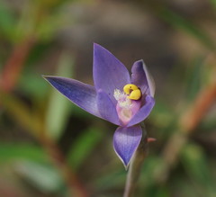 Thelymitra holmesii