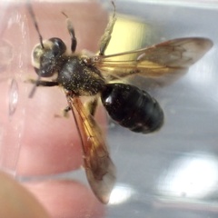 Andrena confederata