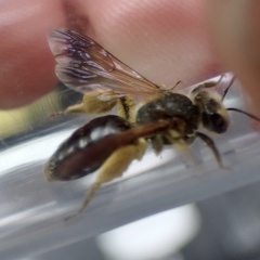 Andrena confederata