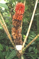 Tapeinochilos
