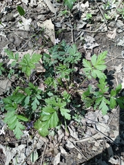 Geum vernum