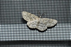 Hypomecis umbrosaria