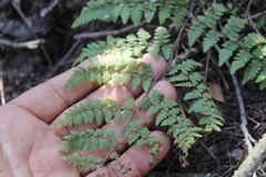 Myriopteris alabamensis