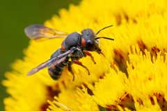 Pseudoanthidium canariense