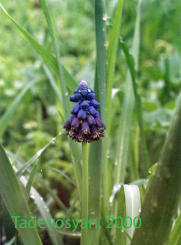 Bellevalia paradoxa, photograph 6