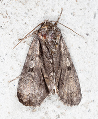 Acronicta psi