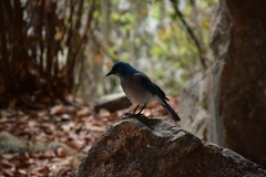 Aphelocoma wollweberi