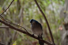 Aphelocoma wollweberi