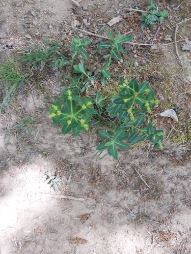 Euphorbia flavicoma ssp. occidentalis