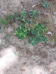 Euphorbia flavicoma occidentalis