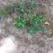 Euphorbia flavicoma occidentalis - Photo (c) sipunculidae, algunos derechos reservados (CC BY-NC), subido por sipunculidae