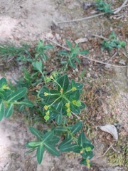 Euphorbia flavicoma occidentalis