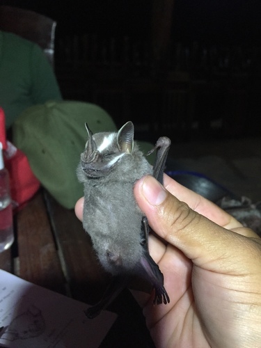 Pacific Tent-making Bat