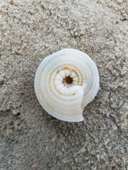 Architectonica