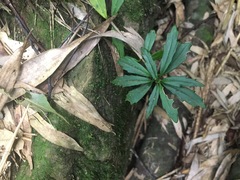 Lysionotus pauciflorus