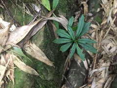 Lysionotus pauciflorus