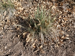 Poa fendleriana