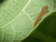 Nectopsyche muhni