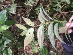 Cinnamomum subavenium