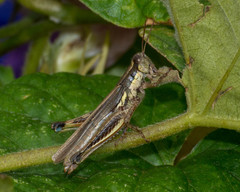 Dichroplus elongatus